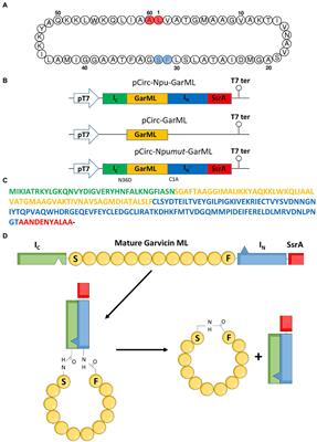 In vitro and in vivo production and split-intein mediated ligation (SIML) of circular bacteriocins